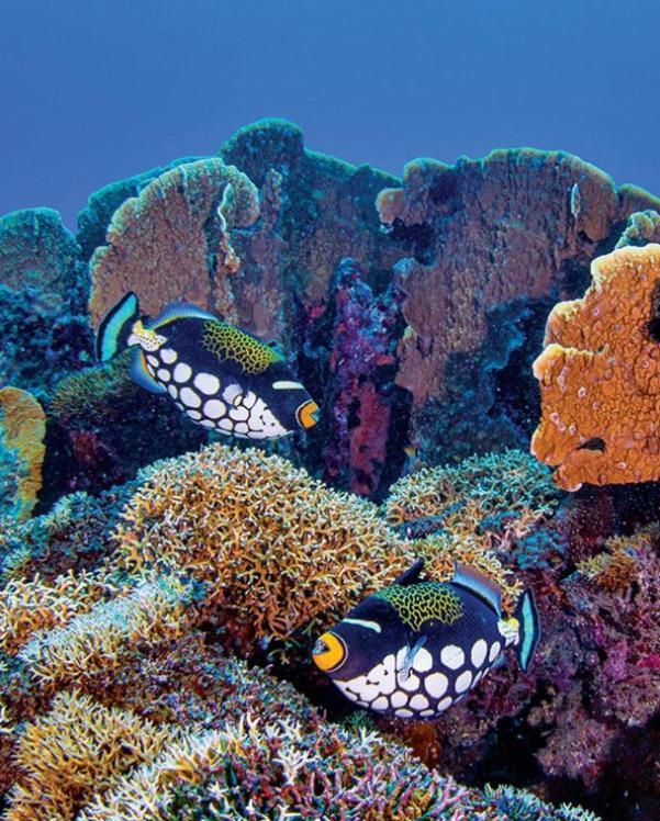 Pristine Paradise Dive Resort - Togean Islands, Una Una Pulau Unauna Eksteriør bilde